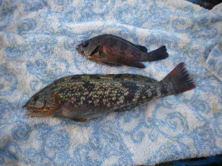 オリジナルメーカー海づり公園(市原市海づり…