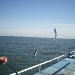 オリジナルメーカー海づり公園(市原市海づり施設) 釣果