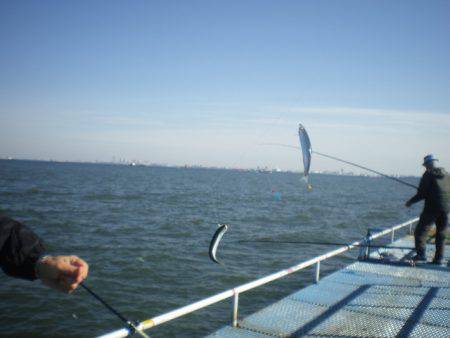 オリジナルメーカー海づり公園(市原市海づり施設) 釣果