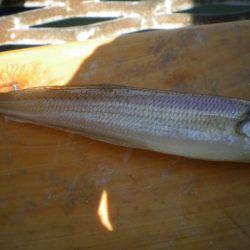 オリジナルメーカー海づり公園(市原市海づり施設) 釣果