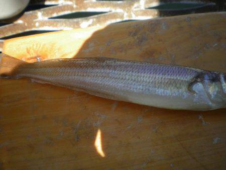 オリジナルメーカー海づり公園(市原市海づり施設) 釣果