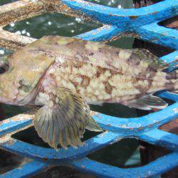 オリジナルメーカー海づり公園(市原市海づり施設) 釣果