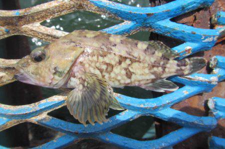 オリジナルメーカー海づり公園(市原市海づり施設) 釣果