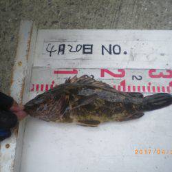 姫路市立遊魚センター 釣果