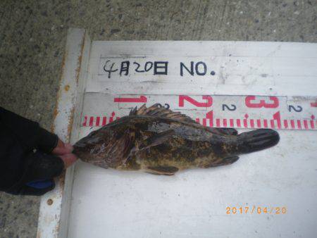 姫路市立遊魚センター 釣果