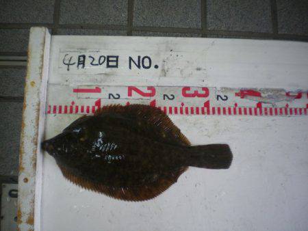 姫路市立遊魚センター 釣果