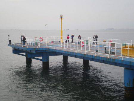 オリジナルメーカー海づり公園(市原市海づり施設) 釣果