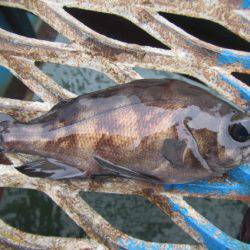 オリジナルメーカー海づり公園(市原市海づり施設) 釣果