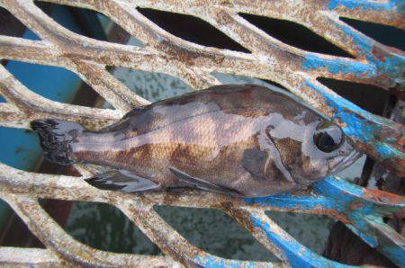 オリジナルメーカー海づり公園(市原市海づり施設) 釣果