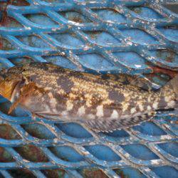 オリジナルメーカー海づり公園(市原市海づり施設) 釣果