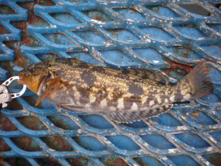 オリジナルメーカー海づり公園(市原市海づり施設) 釣果