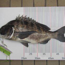 オリジナルメーカー海づり公園(市原市海づり施設) 釣果