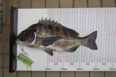 オリジナルメーカー海づり公園(市原市海づり…