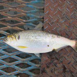 オリジナルメーカー海づり公園(市原市海づり施設) 釣果