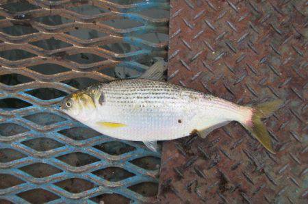 オリジナルメーカー海づり公園(市原市海づり施設) 釣果