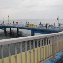 オリジナルメーカー海づり公園(市原市海づり施設) 釣果