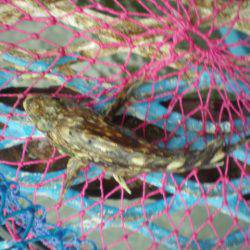 オリジナルメーカー海づり公園(市原市海づり施設) 釣果