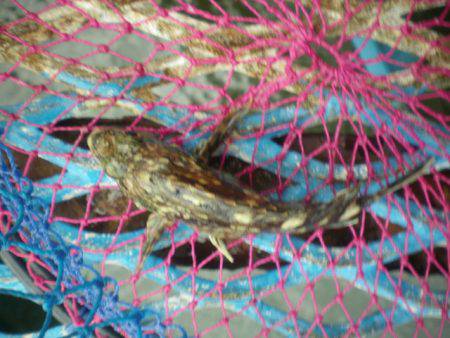 オリジナルメーカー海づり公園(市原市海づり施設) 釣果