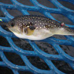 オリジナルメーカー海づり公園(市原市海づり施設) 釣果
