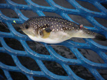 オリジナルメーカー海づり公園(市原市海づり施設) 釣果