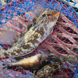 オリジナルメーカー海づり公園(市原市海づり施設) 釣果