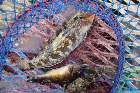 オリジナルメーカー海づり公園(市原市海づり施設) 釣果