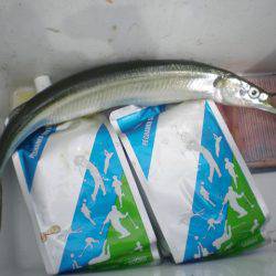 オリジナルメーカー海づり公園(市原市海づり施設) 釣果