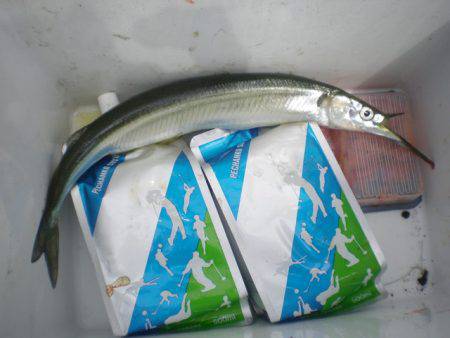 オリジナルメーカー海づり公園(市原市海づり施設) 釣果