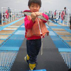 オリジナルメーカー海づり公園(市原市海づり施設) 釣果