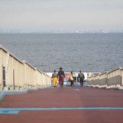オリジナルメーカー海づり公園(市原市海づり施設) 釣果