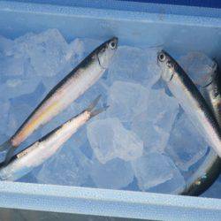 オリジナルメーカー海づり公園(市原市海づり施設) 釣果