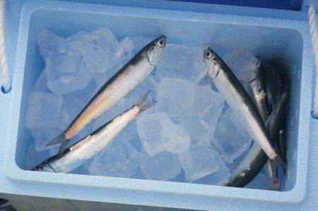 オリジナルメーカー海づり公園(市原市海づり施設) 釣果