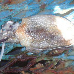 オリジナルメーカー海づり公園(市原市海づり施設) 釣果