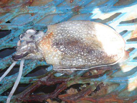 オリジナルメーカー海づり公園(市原市海づり…