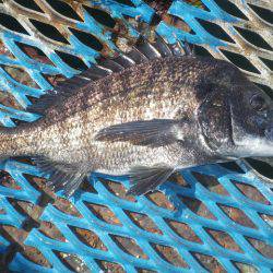 オリジナルメーカー海づり公園(市原市海づり施設) 釣果