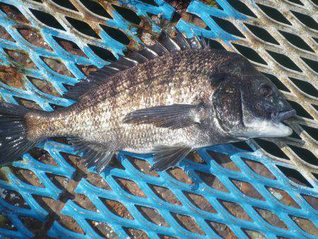 オリジナルメーカー海づり公園(市原市海づり施設) 釣果