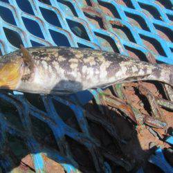 オリジナルメーカー海づり公園(市原市海づり施設) 釣果