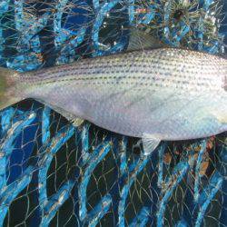 オリジナルメーカー海づり公園(市原市海づり施設) 釣果
