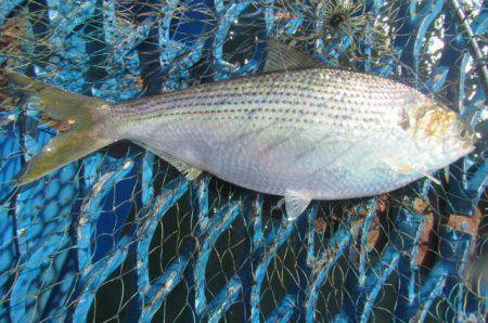 オリジナルメーカー海づり公園(市原市海づり施設) 釣果