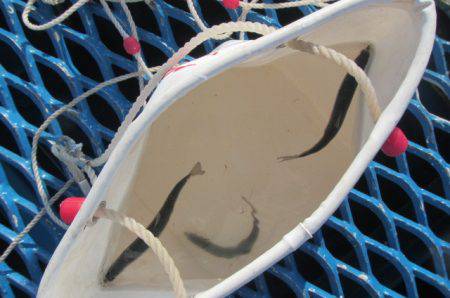 オリジナルメーカー海づり公園(市原市海づり施設) 釣果