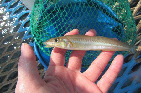 オリジナルメーカー海づり公園(市原市海づり…