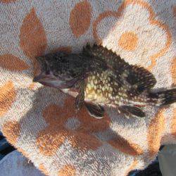 オリジナルメーカー海づり公園(市原市海づり施設) 釣果