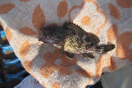 オリジナルメーカー海づり公園(市原市海づり施設) 釣果