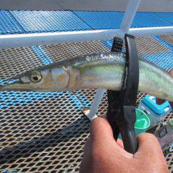 オリジナルメーカー海づり公園(市原市海づり施設) 釣果