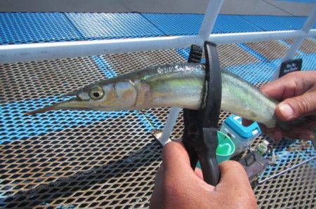 オリジナルメーカー海づり公園(市原市海づり施設) 釣果