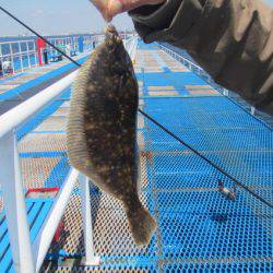 オリジナルメーカー海づり公園(市原市海づり施設) 釣果