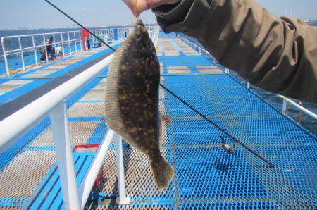 オリジナルメーカー海づり公園(市原市海づり施設) 釣果