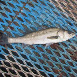 オリジナルメーカー海づり公園(市原市海づり施設) 釣果