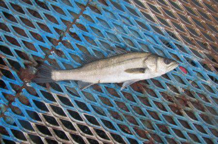 オリジナルメーカー海づり公園(市原市海づり…