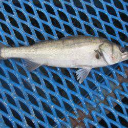 オリジナルメーカー海づり公園(市原市海づり施設) 釣果